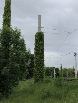 MOEGI MORIKAWA